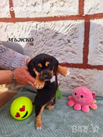 Малки кокерчета 