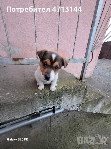 малки кученца Джак Ръсел 
