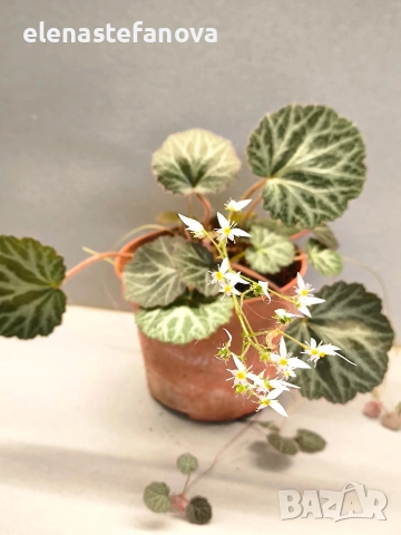 Саксифрага, студоустойчива , снимка 3 - Стайни растения - 53611700