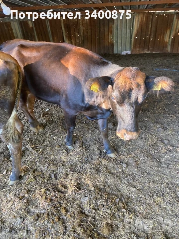 крава с теле, снимка 1
