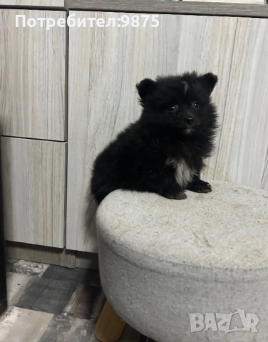 Продавам померан, снимка 6 - Померан - 52403193