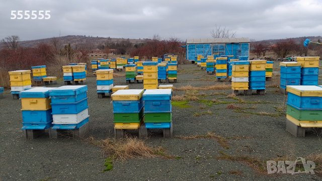 Многокорпусни кошери със пчелни семейства, снимка 1 - За пчели - 44263856