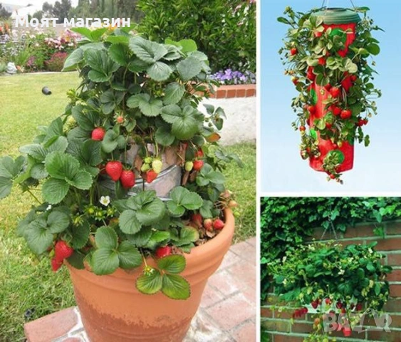 Ягоди три вида, снимка 3 - Градински цветя и растения - 53645273