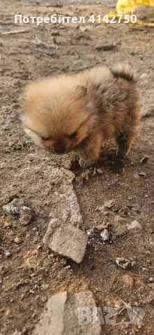 Мини Померанчета момчета , снимка 3 - Померан - 53836470