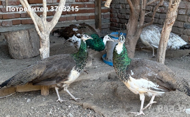 Пауни, снимка 3 - други­ - 53797419