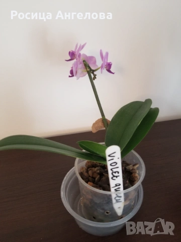 Орхидея violet queen , снимка 2 - Стайни растения - 53334784