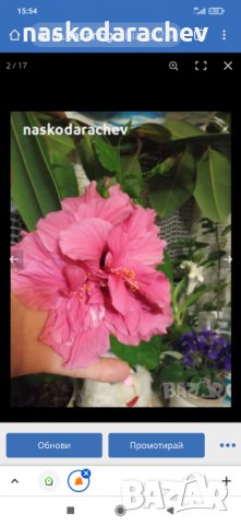 Китайски рози цвят розов кичест пълен, снимка 2 - Стайни растения - 35880133