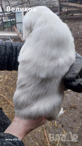 Алабай кученца Мъжкари , снимка 10 - Алабай - 52933193