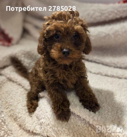 Момиче Той пудел (Toy poodle red apricot), снимка 2 - Пудели - 53732740