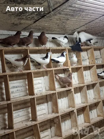 пазарджишки гълаби на хвърче не, снимка 17 - Гълъби - 48931182