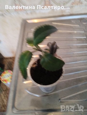 Каланхое дегримонтиана детки , снимка 2 - Стайни растения - 36899427