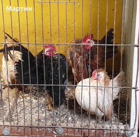 Пиленца и яйца от Малайска Серама - промоция, снимка 16 - други­ - 16390085
