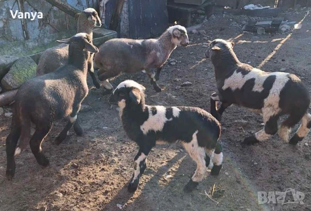 Агнета , снимка 2 - Овце - 53851502