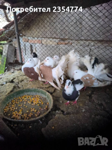 гьлаби, снимка 7 - Гълъби - 53024732