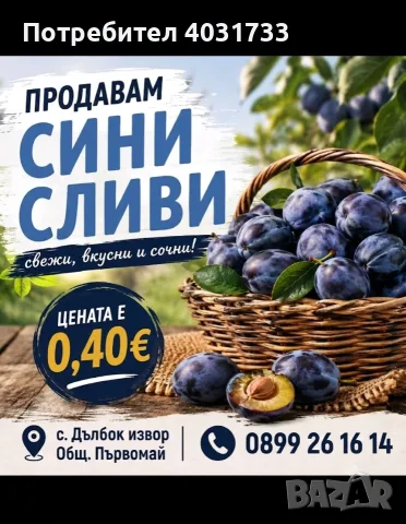 Синя слива сорт стенлей
