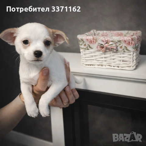  Чихуахуа, снимка 2 - Чихуахуа - 53342480