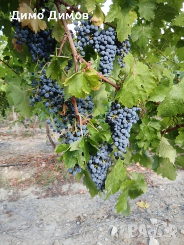 Продавам грозде, снимка 1