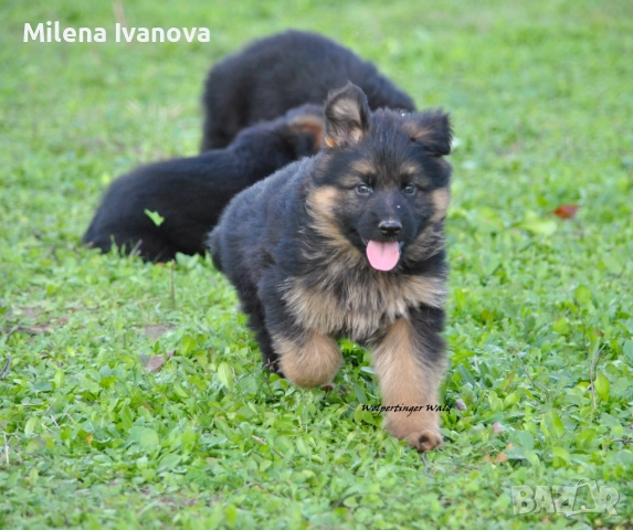 Мъжки немски овчарки с ДЪЛЪГ косъм , снимка 11 - Немска овчарка - 52510345