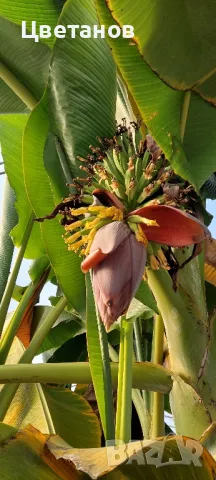 Студоустойчив банан Mussa Basjоo, снимка 2 - Градински цветя и растения - 49444446