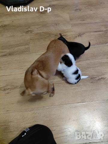 пинчер чихуахуа, снимка 3 - Пинчер - 53067644