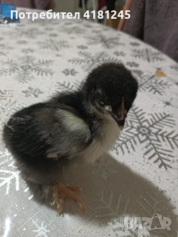 Пилета маран черно сребро, снимка 3 - Кокошки и пуйки - 53817601