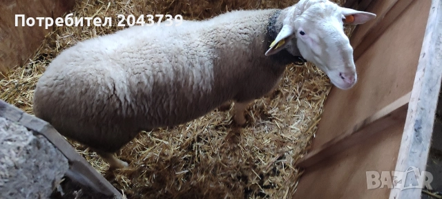 Два коча ЛАКОН., снимка 7 - Овце - 53184779