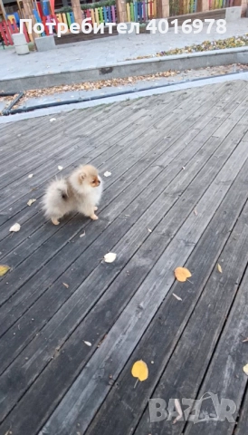 Померан Момиче с Родословие FCI, снимка 3 - Померан - 52822184