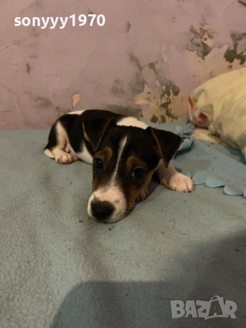 ДЖАК РЪСЕЛ БЕБЕТА 1210251006, снимка 5 - Джак ръсел териер - 52024674