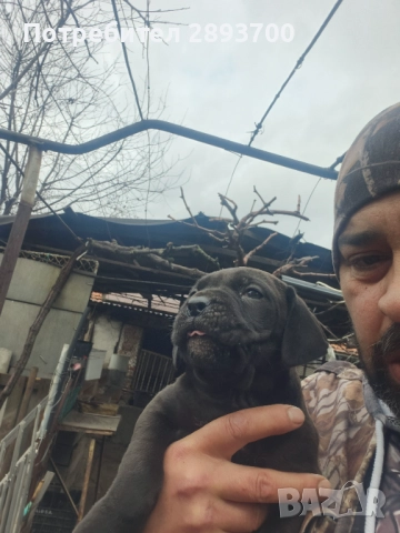 Черни КАНЕ КОРСО с ПАСПОРТ и ВАКСИНА