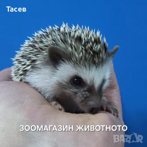 Африкански мини таралежчета, снимка 1