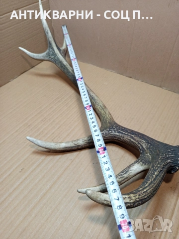 Стар Единичен Еленски Рог Рога Тегло 1.300кг. НОМЕР 705., снимка 6 - Антикварни и старинни предмети - 53500643