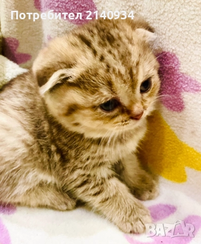 Шотландско клепоухо, златна чинчила, момиче. Къмокосместо, снимка 7 - Чинчили - 52997395