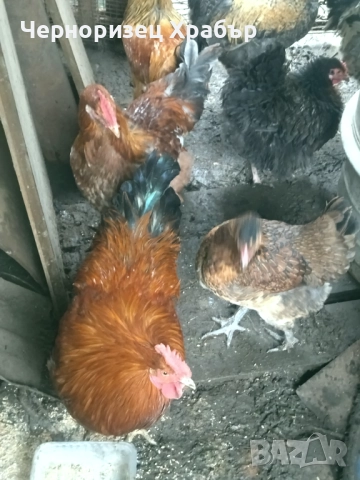 Домашни петли , снимка 4 - Кокошки и пуйки - 52431887