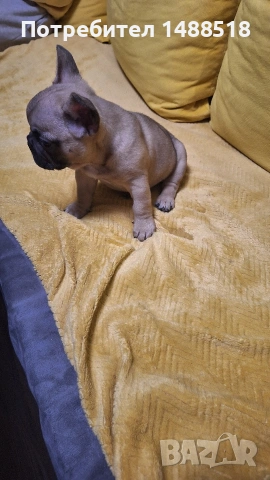 френски булдог, снимка 3 - Френски булдог - 53132134