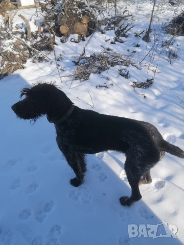 дратхар , снимка 3 - Дратхаар - 53130617