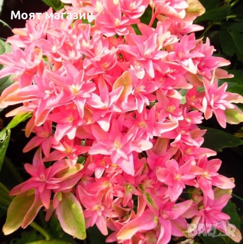 Хортензия - Принцеса Даяна, снимка 5 - Градински цветя и растения - 53646048