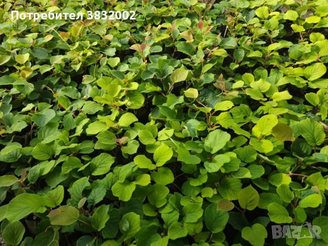 Киви сорт Бруно, снимка 2 - Градински цветя и растения - 42318378