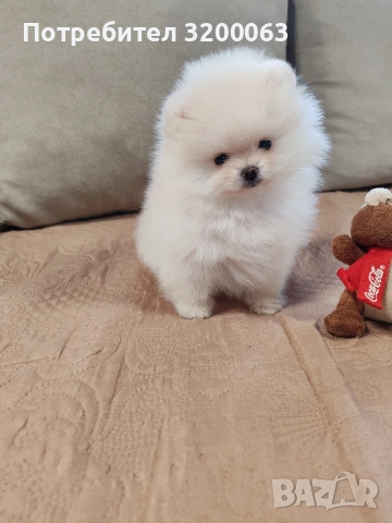Померан мини мъжки., снимка 7 - Померан - 52878318