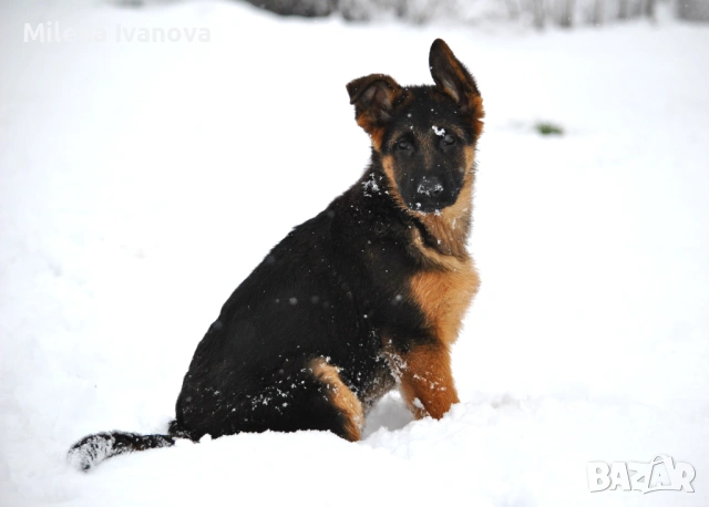 Мъжка немска овчарка с родословие