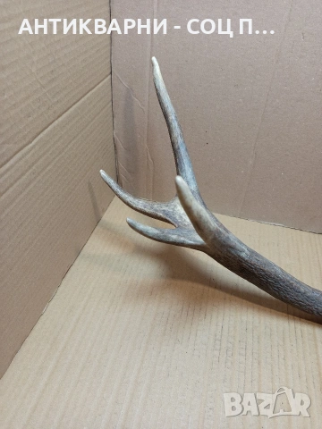 Стар Единичен Еленски Рог Рога Тегло 1.350кг. НОМЕР 707., снимка 3 - Антикварни и старинни предмети - 53500297