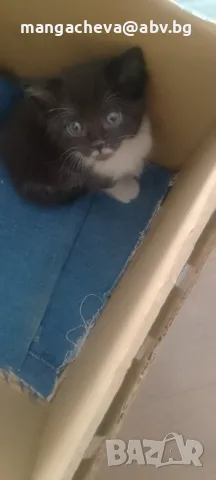 Подаряваме коте