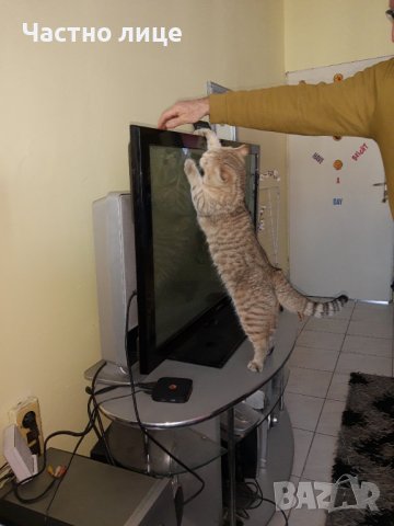 Британец златна чинчила за разплод , снимка 7 - Чинчили - 38819551