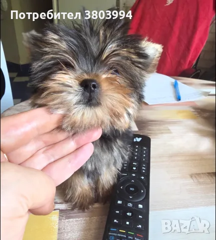 Супер Мини Мини принцеса йоркширски териер / йорки /, снимка 5 - Йоркширски териер - 56162508
