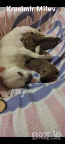 малко момченце мини чихуа, снимка 4 - Чихуахуа - 52515787