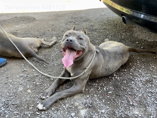 Мъжки питбул - blue nose за разплод, снимка 4 - Питбул - 51562087