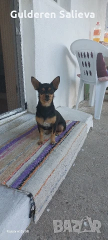 Женски мини пинчер на 5 години, снимка 1