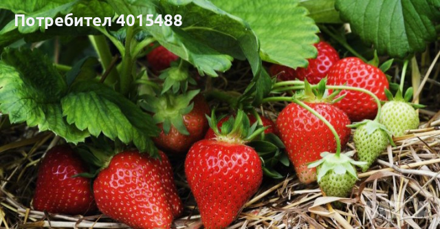 Prodavam korencheta celogodishni qgodi 2 sorta Albion i Elsinor, снимка 4 - Разсади - 44673227