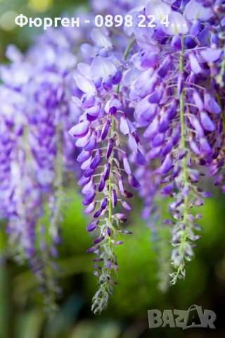 Вистерия -Глициния, снимка 11 - Градински цветя и растения - 38067320