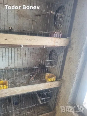 Продавам тройна клетка , снимка 2 - Търси партньор - 56297347