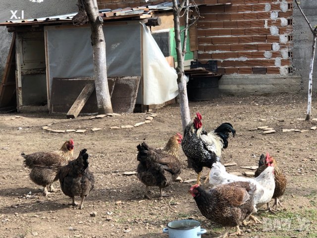 Катунски кокошки , снимка 1 - Кокошки и пуйки - 41629923